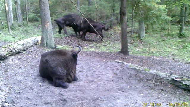 зубры 1 смотреть онлайн