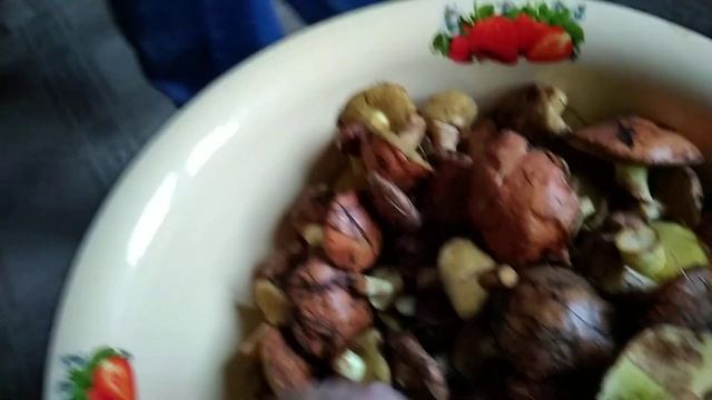 Осенние дары леса, маслята. смотреть онлайн