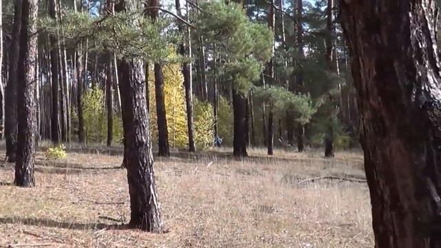 Женщина пристала в лесу. Встретил ужа Поиск грибов смотреть онлайн