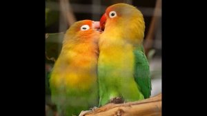 Попугаи-неразлучники. Пение неразлучников