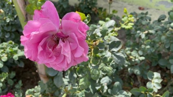 Panasonic Lumix GH5 II  AutoFocus Test