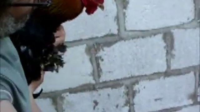 Брама куропатчатая. смотреть онлайн