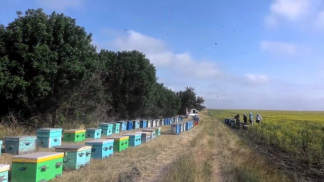 Первый день на новом месте ✌🐝✌ медонос горчица ✌🐝✌ смотреть онлайн