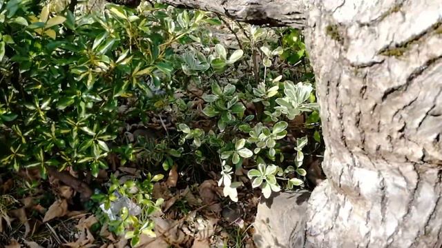 Киви. Беседка. смотреть онлайн