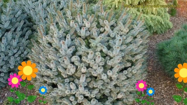 Ель ситхинская Силбер Цверг. Краткий обзор, описание характеристик picea sitchensis Silber Zwerg смотреть онлайн