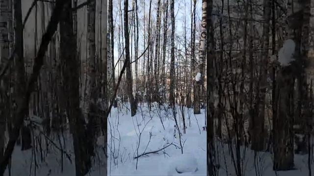 Зимния добыча чаги. смотреть онлайн