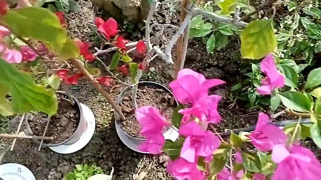 Цветущие комнатные растения. Что зацвело к началу лета. смотреть онлайн