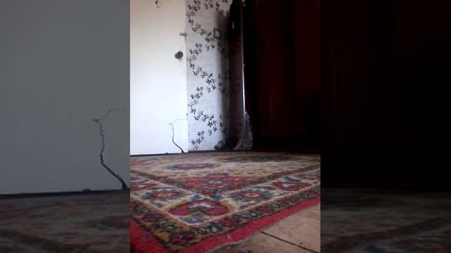 Играющий кот смотреть онлайн