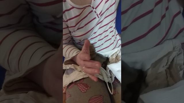 Как выкармливать щенка, когда у мамки нет молока смотреть онлайн