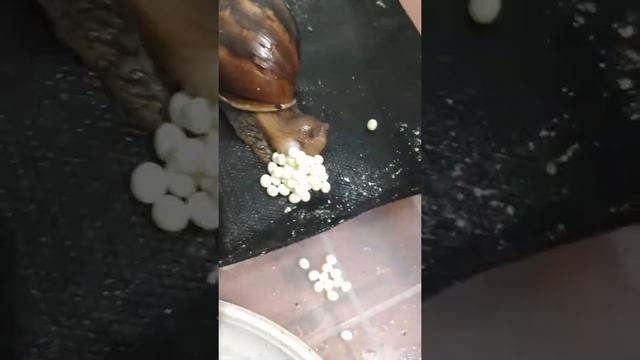 Кладка Улитки Ахатин