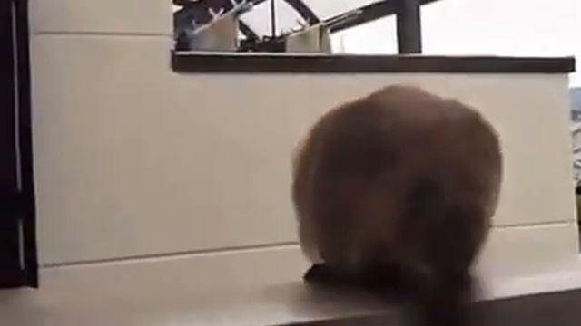Кот летит смотреть онлайн