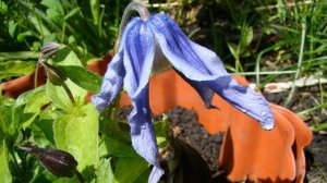 Самый маленький клематис. Little Artist