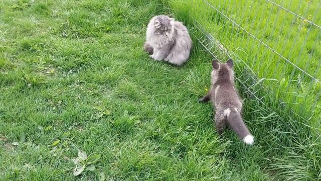 Лисичка Леся. Какой будет окрас? смотреть онлайн