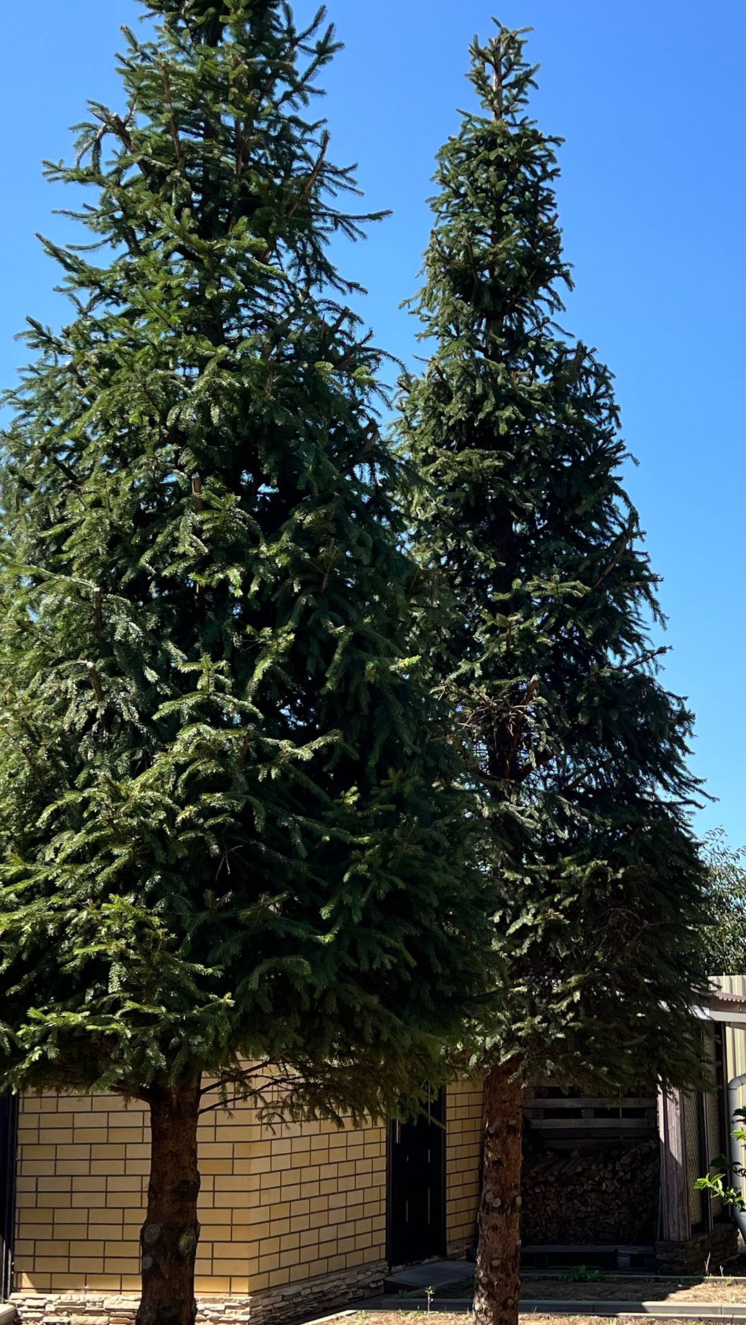 Ель на ножке смотреть онлайн