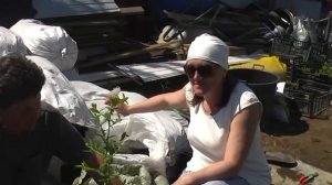 Как вермикомпост влияет на голубику