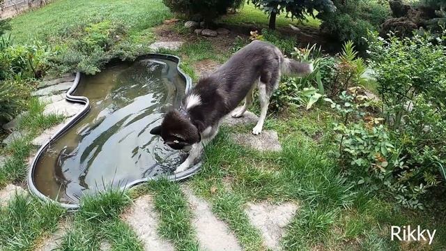 Купание собаки | Husky | хаски