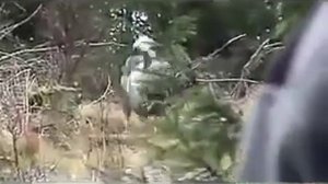 Лось чуть не затоптал собаку