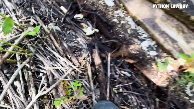 My Secret Weapon To Battling Florida's Invasive Python Problem смотреть онлайн