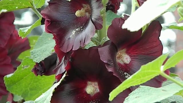 Alcea rosea Pleniflora purper смотреть онлайн