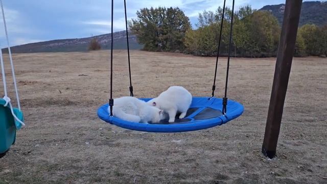 Коты раскрыли тайну) что мы строили смотреть онлайн