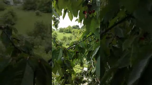 черешня это сила смотреть онлайн