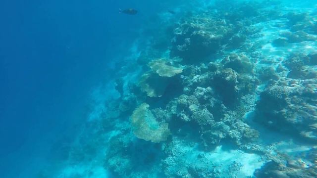 Malediven Biyadhoo Island Resort Hausriff Unterwasser смотреть онлайн