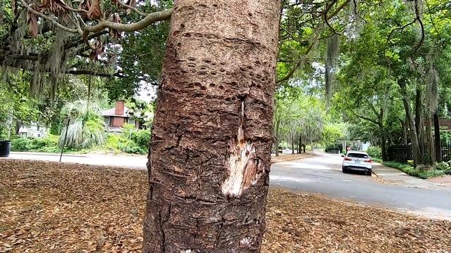 Tree Forensics - Dead Loquat (Eriobotrya japonica) смотреть онлайн