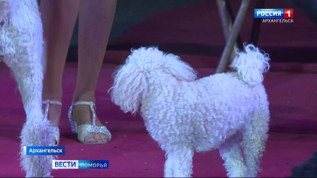 Двухметровый робот, воздушные гимнасты и шоу бразильских байкеров-каскадёров смотреть онлайн