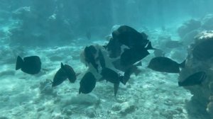 Шармэльшейх, рыбки у берега