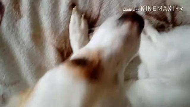 Тайная жизнь домашних животных!!!🐶 смотреть онлайн