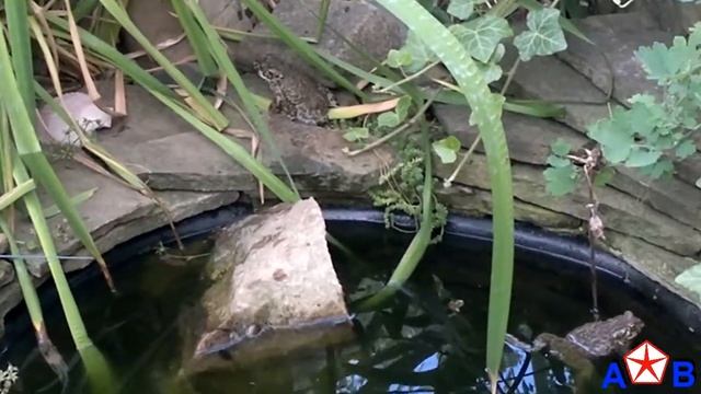 РАЗВЕДЕНИЕ ЛЯГУШЕК В ДОМАШНИХ УСЛОВИЯХ./BREEDING FROGS AT HOME. смотреть онлайн