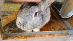 Зимние клетки для кроликов на улице - готовимся к морозам и холодам