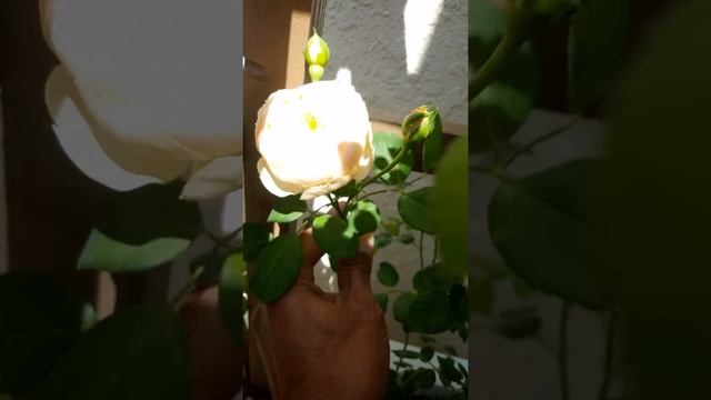 DAVID AUSTIN ROSES Charles Darwin Rose AUSPEET смотреть онлайн