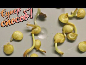 Супер легкий способ замачивания семян для прорастания! Как замочить семена в губке?