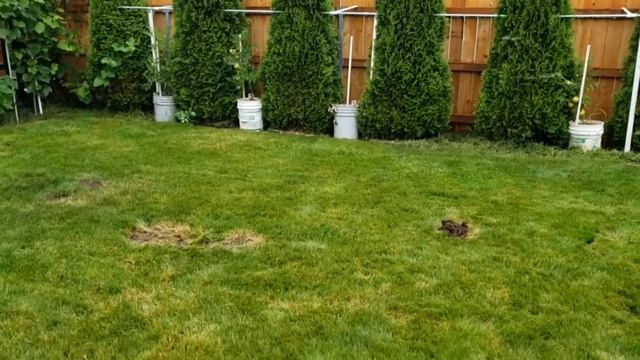 Колибри, кроты и розы смотреть онлайн