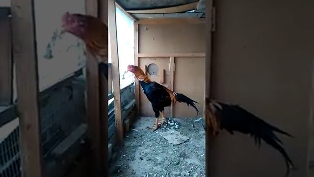 Убийца петуха Вокзал смотреть онлайн