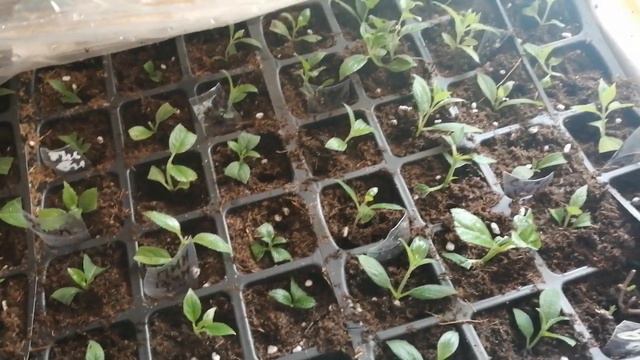 Результат укоренения новинок метельчатых гортензий. смотреть онлайн