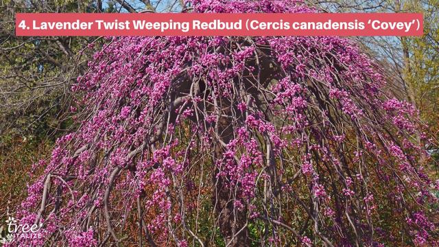 6 Wonderful Weeping Trees for USDA Zone 5 смотреть онлайн