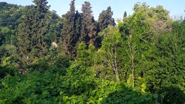 Красивое пение птиц. Сочи. Июнь.