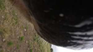 A cow Swallows my GoPro, she actually eats my GoPro Hero 5