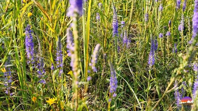 Медитация с землей смотреть онлайн