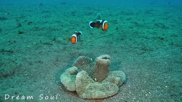 Музыка лечит сердце и сосуды? Успокаивающая музыка восстанавливает нервную систему,расслабляющая #4 смотреть онлайн