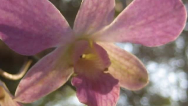 Govindam by Namaste смотреть онлайн