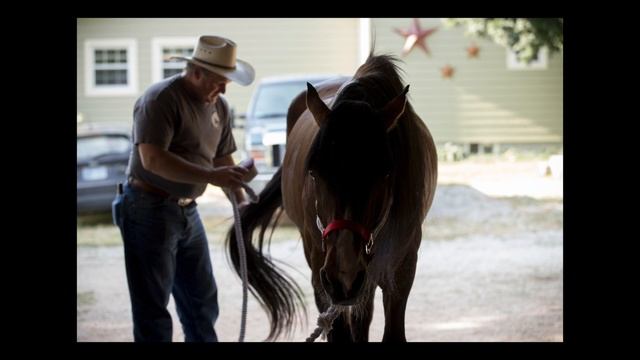Wild mustangs up for adoption in Tonganoxie, Kansas смотреть онлайн
