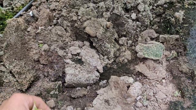 Помидор в закопанной минвате.