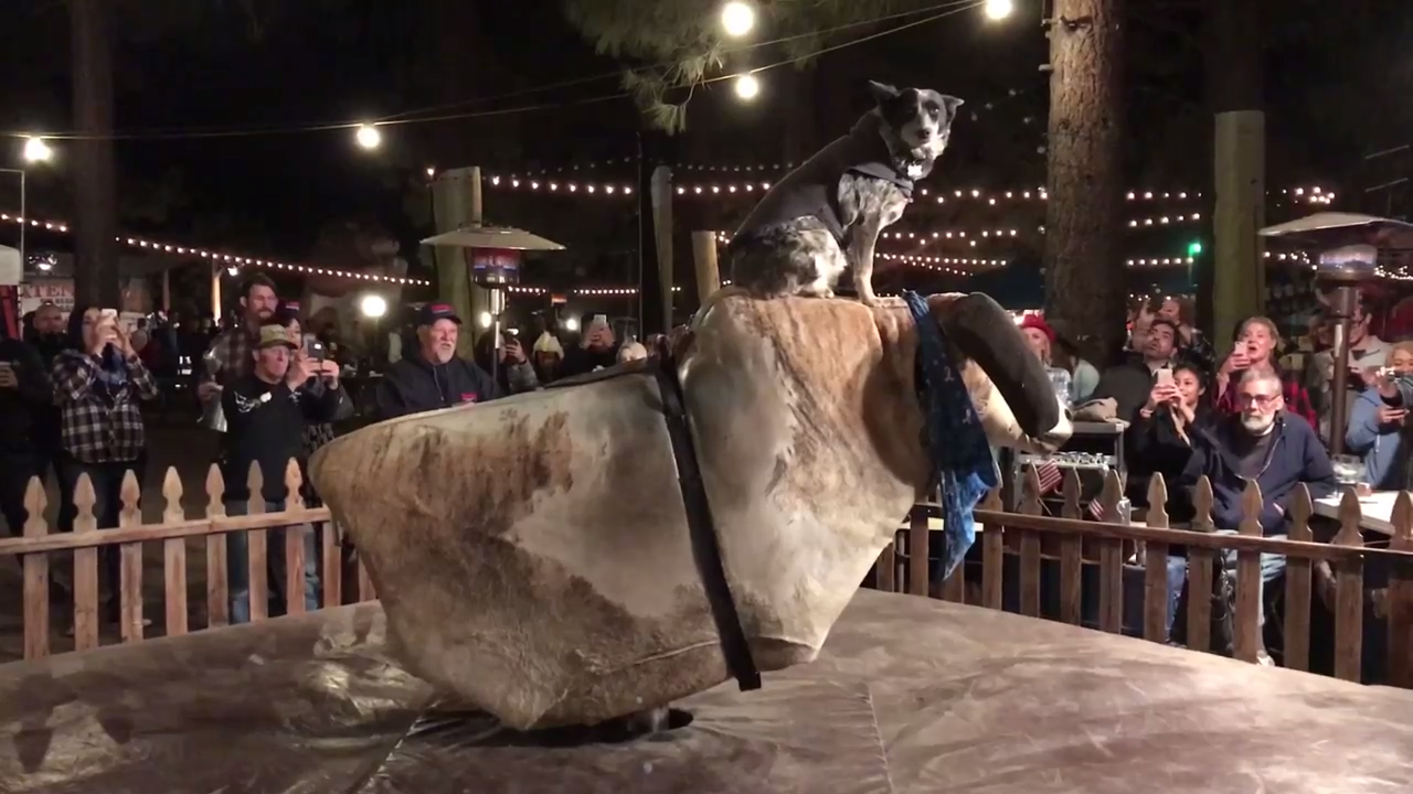 Собачье родео смотреть онлайн