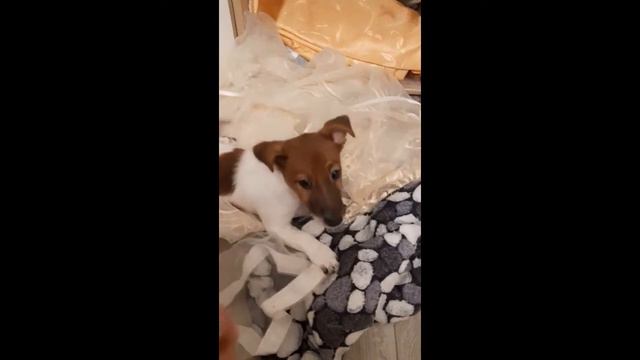 Чем занимается собака, пока хозяина нет дома)) смотреть онлайн