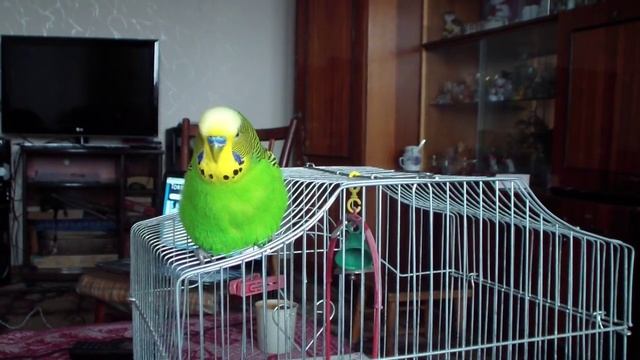 Мой говорящий Кеша смотреть онлайн