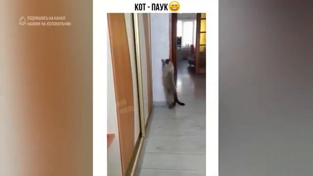 Я-ржал-до-слез-Русские-приколы-2022-Смеш_57