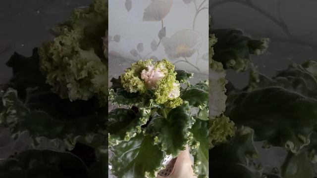 Фиалка ВаТ-Найди кота смотреть онлайн